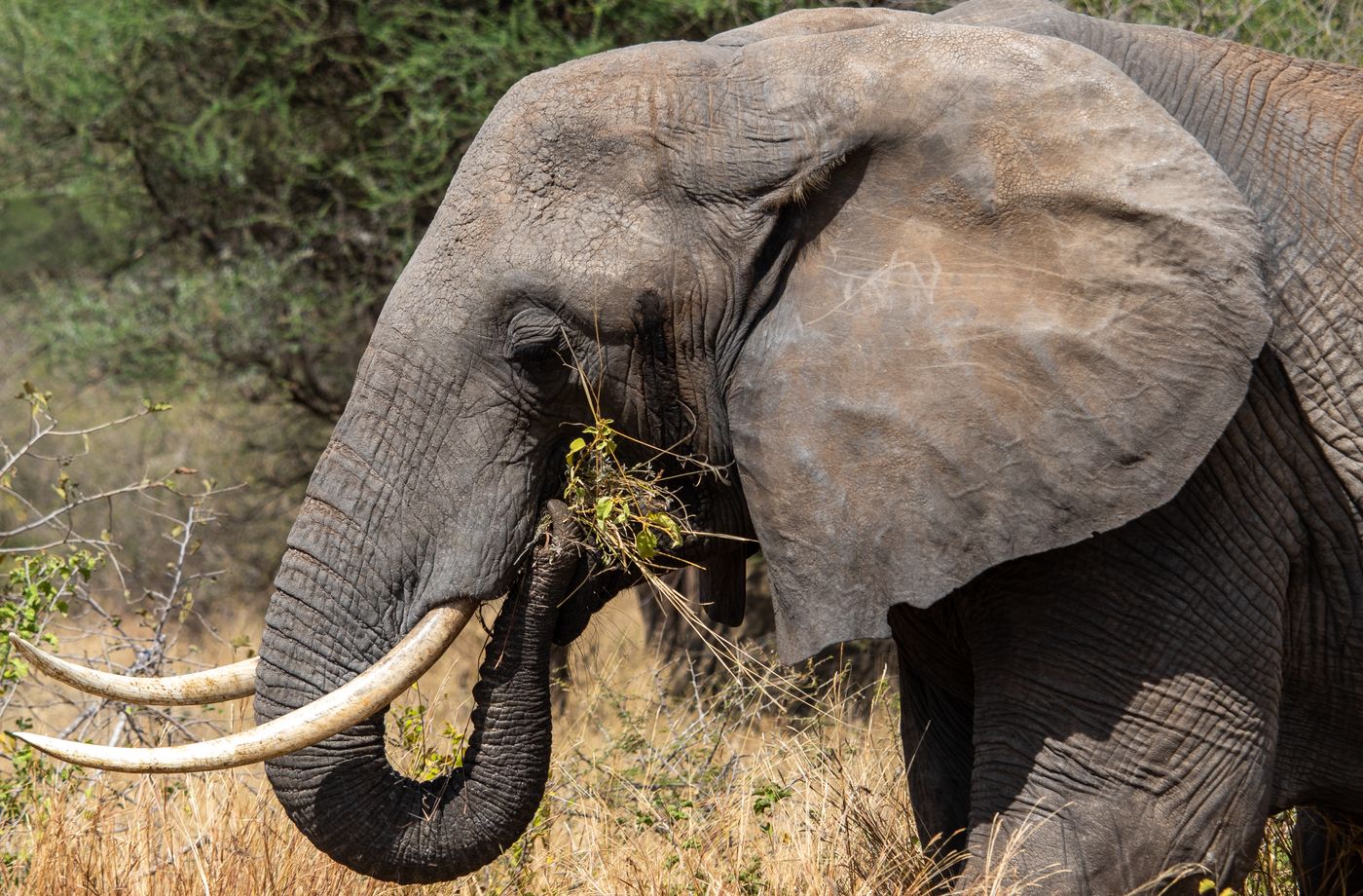 Elephants on safari