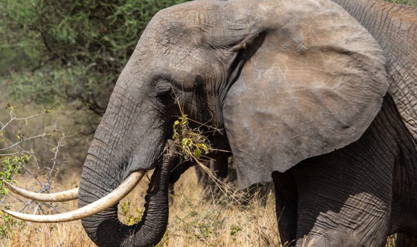 Gorilla Trekking in Uganda vs Rwanda: Permits, Cost and What to Expect