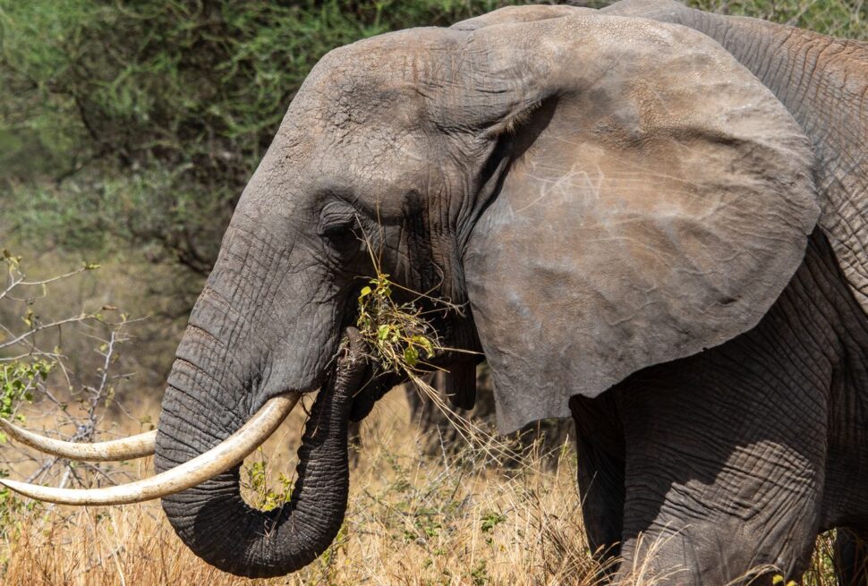 African safari travel