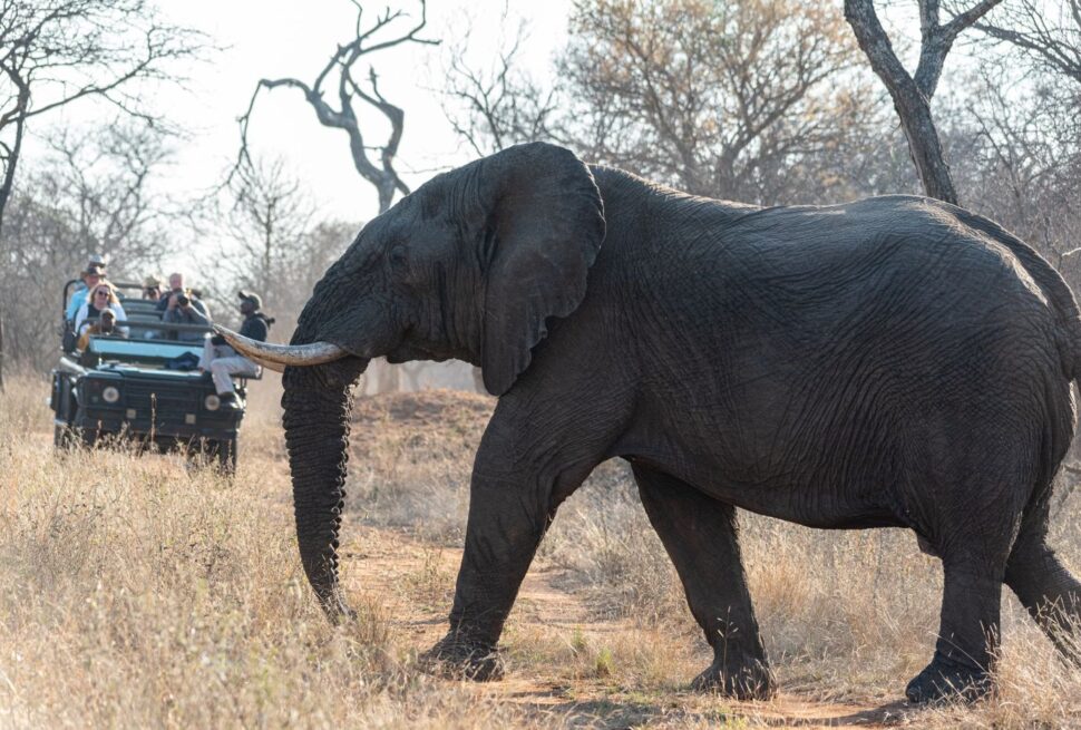 African safari travel