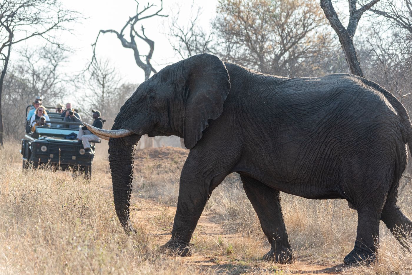 African safari travel