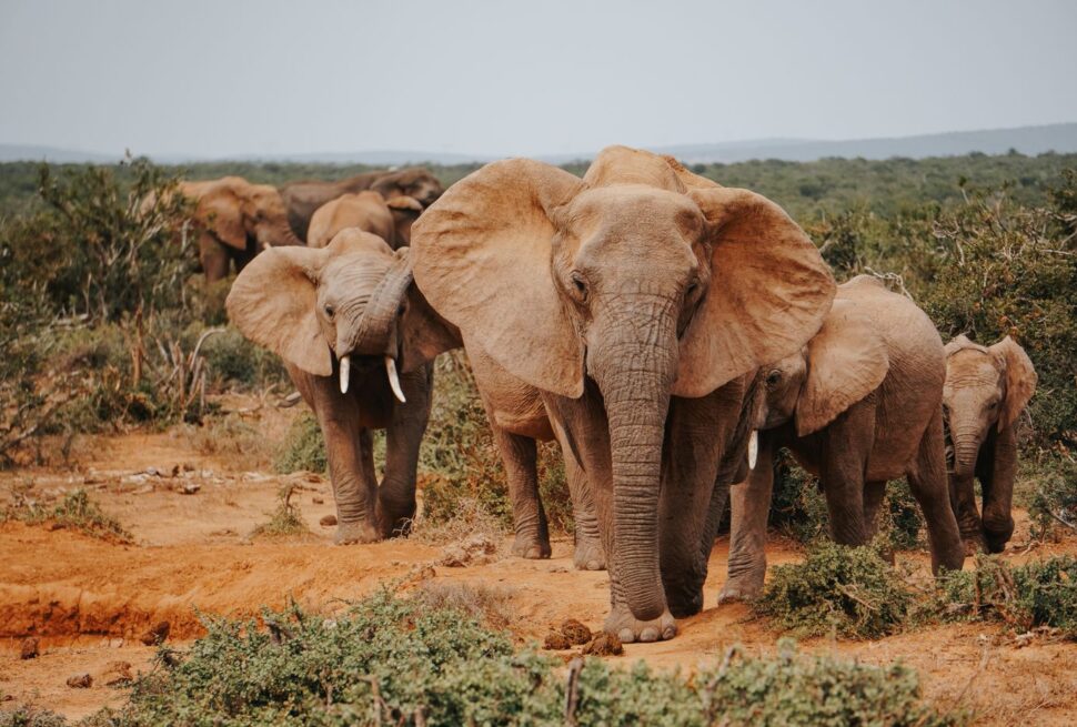 African safari travel