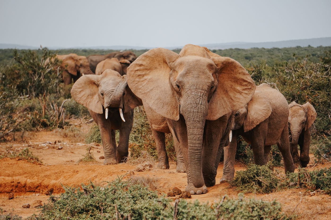 African safari travel