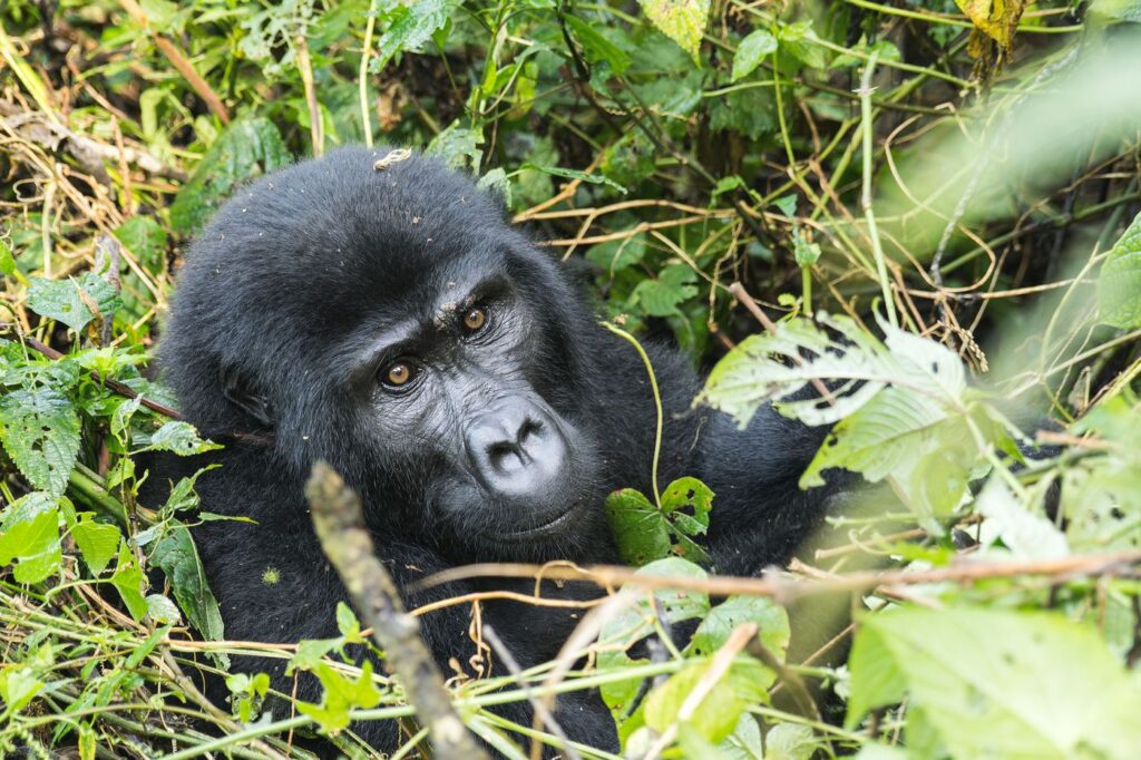 Mountain gorilla trekking, Uganda and Rwanda