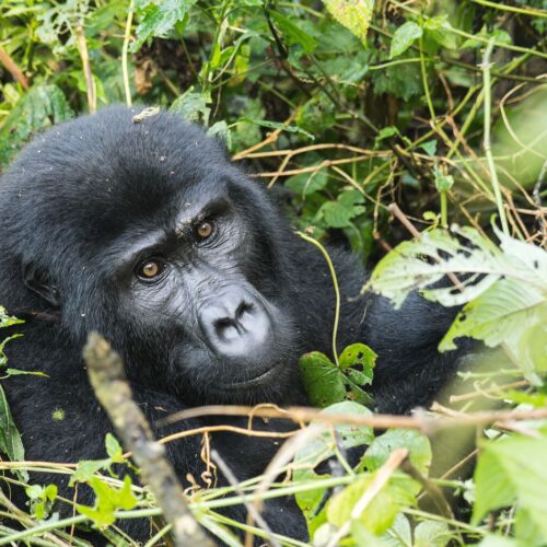 Mountain gorilla trekking, Uganda and Rwanda