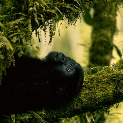 Mountain gorilla trekking, Uganda and Rwanda