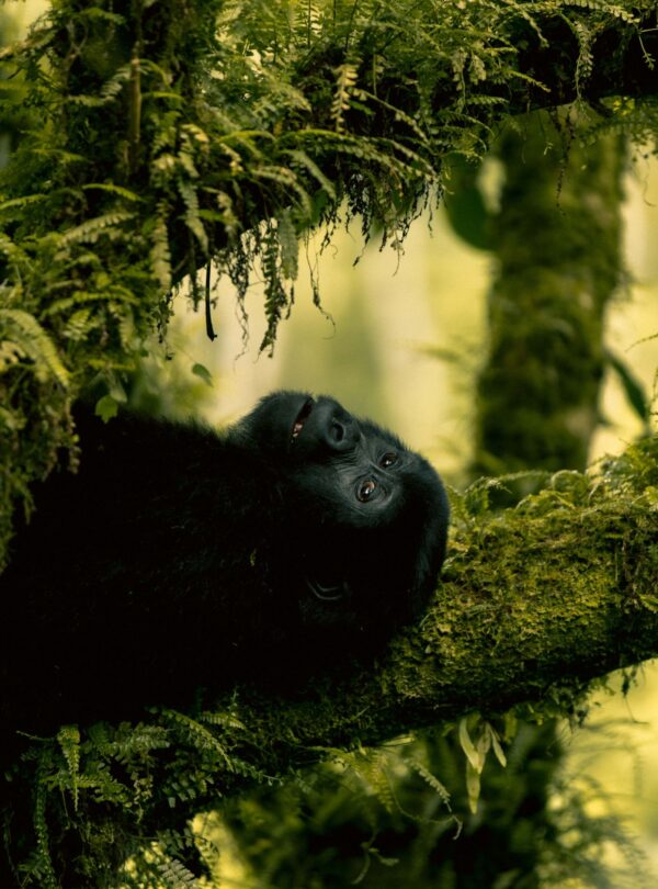 Mountain gorilla trekking, Uganda and Rwanda