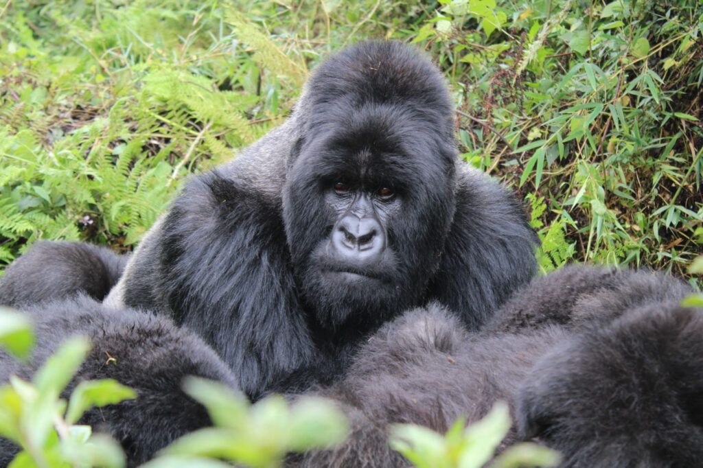 Mountain gorilla trekking, Uganda and Rwanda