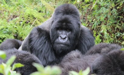 Mountain gorilla trekking, Uganda and Rwanda