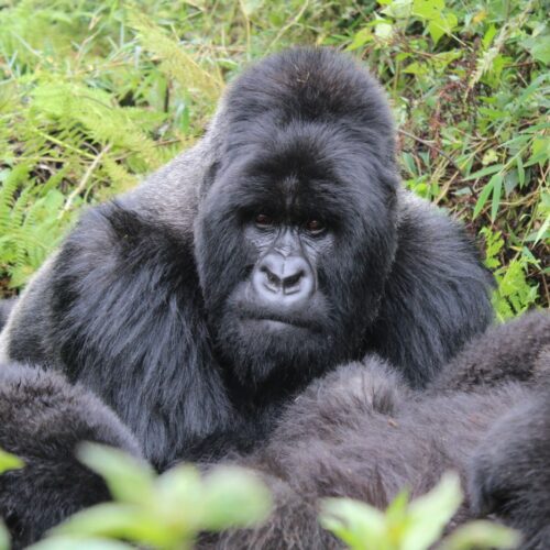 Mountain gorilla trekking, Uganda and Rwanda
