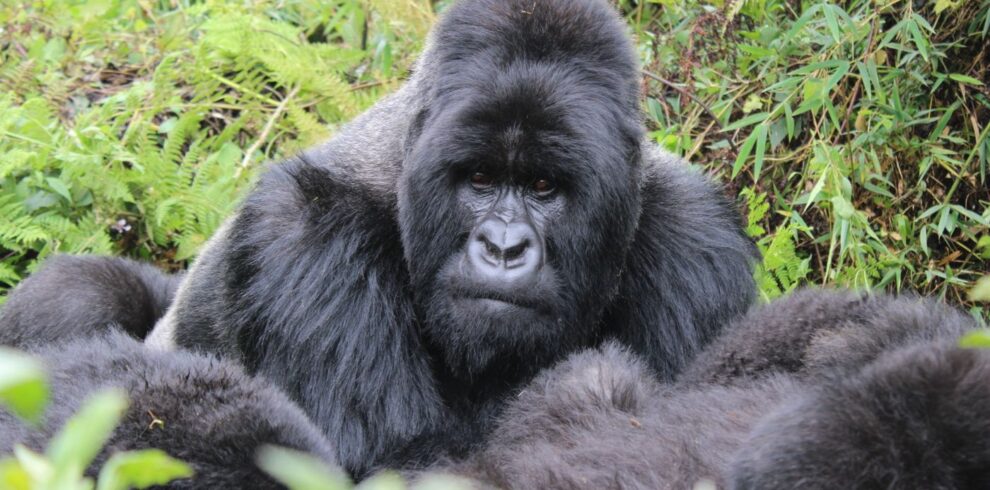Mountain gorilla trekking, Uganda and Rwanda