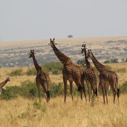 Masai Mara wildlife safari, Kenya