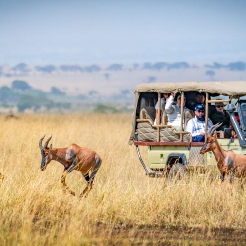 Masai Mara wildlife safari, Kenya