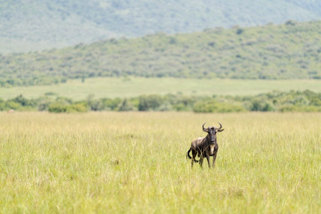 Serengeti and Ngorongoro, Tanzania