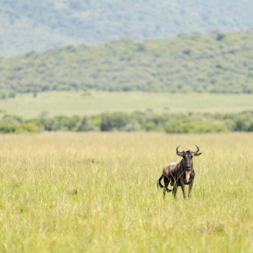 Serengeti and Ngorongoro, Tanzania