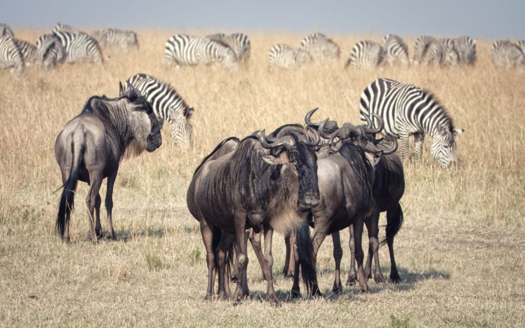 Serengeti and Ngorongoro, Tanzania
