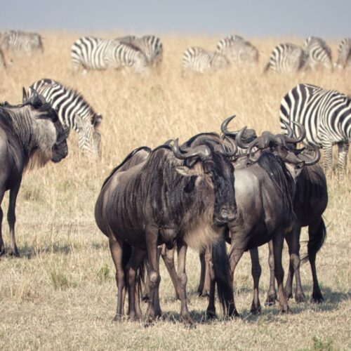 Serengeti and Ngorongoro, Tanzania