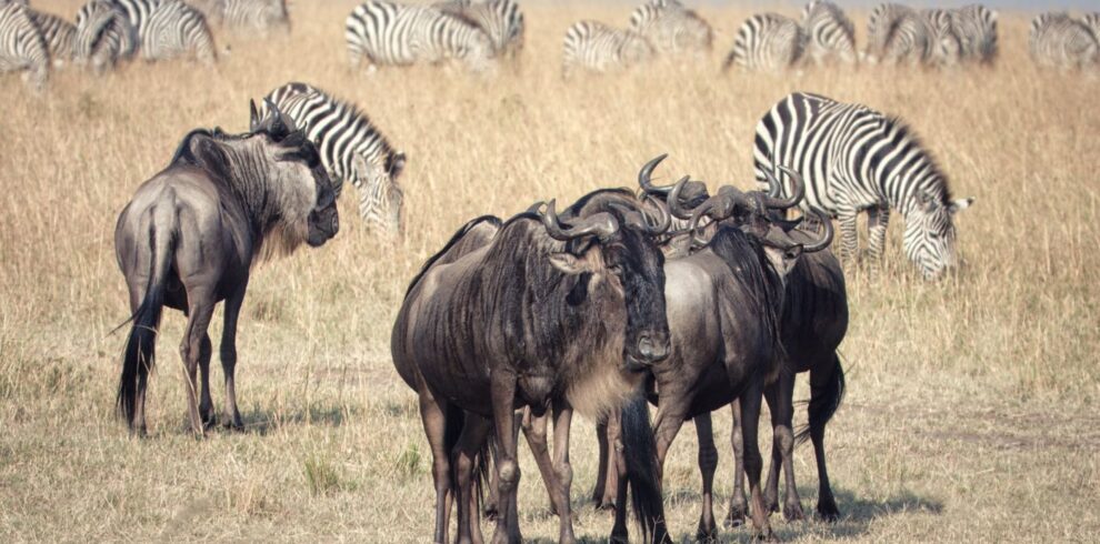 Serengeti and Ngorongoro, Tanzania