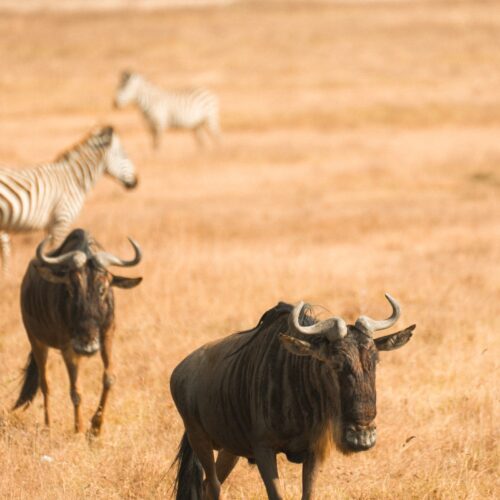 Serengeti and Ngorongoro, Tanzania
