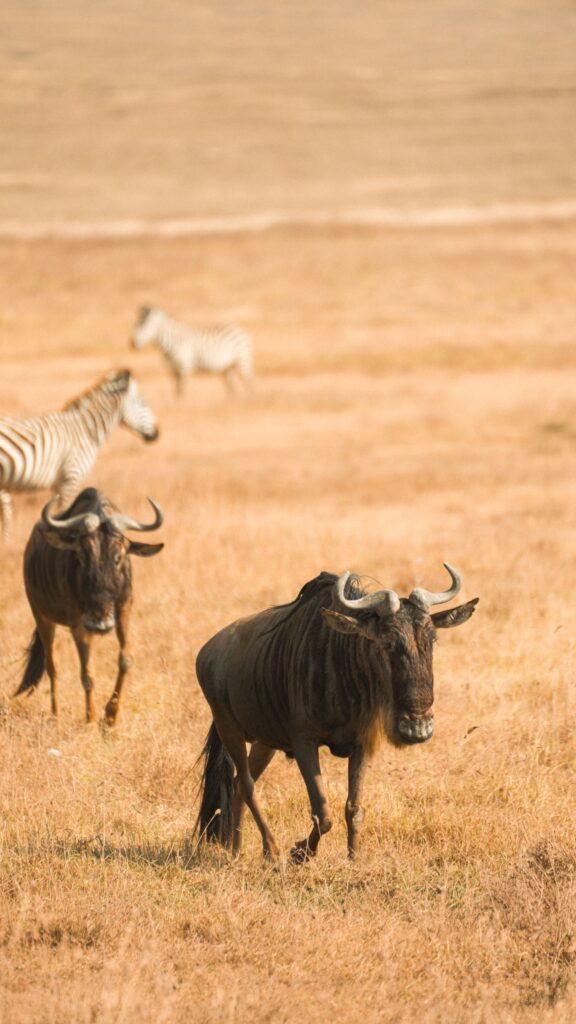 Serengeti and Ngorongoro, Tanzania