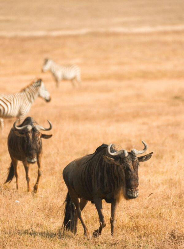 Serengeti and Ngorongoro, Tanzania